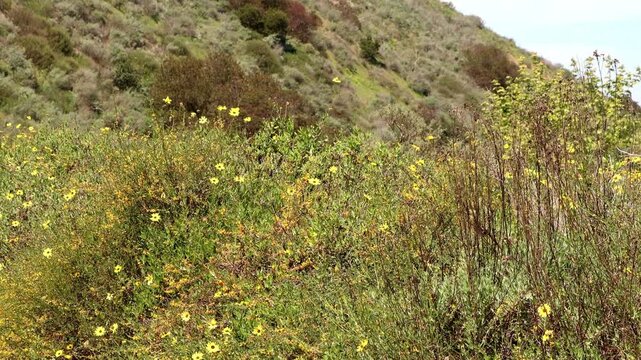 Very few patches of the critically endangered Coastal Sage Scrub plant community remain in Los Angeles County. This incredibly biodiverse habitat needs our awareness and protection.