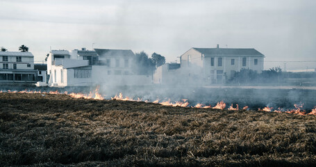 Quemando la paja en el cultivo de la chufa en Alboraya
