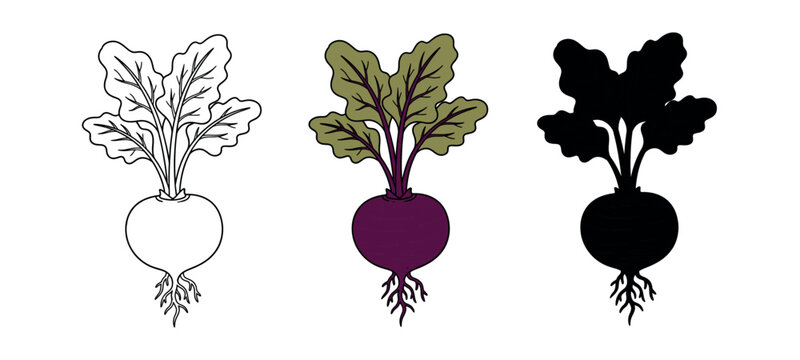 Beetroot vegetable drawing illustration in outline, color and solid black versions on a white background