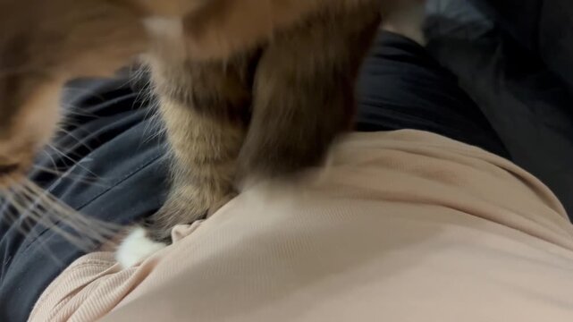 Pets. The cat is trampling on its owner with its paws.