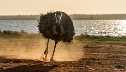 A powerful large ostrich running fast and kicking up dust.