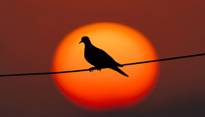 A solitary bird perched on a wire in perfect silhouette.