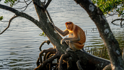 A wild proboscis monkey with a large nose sitting on a tree branch.