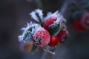 serene winter photograph featuring scarlet berries coated with frost on slender icy branches
