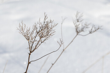 A close-up of slender dried branches with tiny buds set against a pale, snowy backdrop