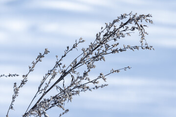 Frosty plant stems reach toward a clear blue winter sky, capturing delicate ice crystals