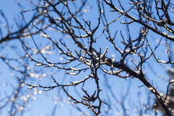 Closeup of frost coated branches glistening in sunlight against a clear blue winter sky