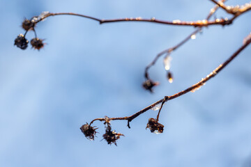 Bare branches glisten with ice against a bright blue sky