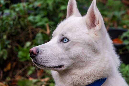 Close-up profile of a striking white Siberian husky dog with piercing blue eyes, wearing a blue collar, set against a blurred leafy green background.