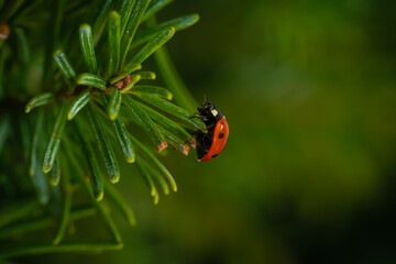 Obraz premium Macro photograph of a ladybug climbing to the tip of a bright green Christmas tree needle