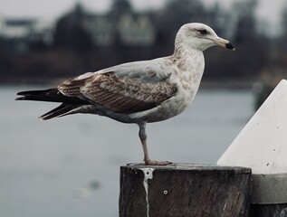seagull on the pier