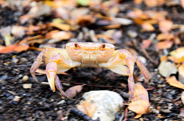 Tropical Crab A close-up portrait of a crab on the ground among fallen leaves.