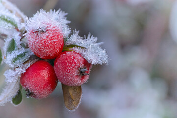 frozen berries with icy crystals, closeup of crimson berries coated in intricate ice formations