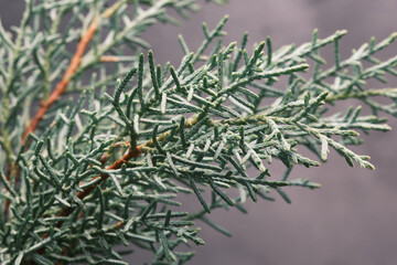 close up of conifer  'Blue ice'