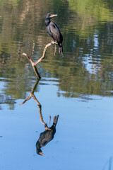Neotropic Cormorant (Nannopterum brasilianum) perched on a branch over water. Perfect reflection on the surface. Symmetry, fauna, wildlife.