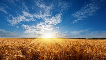 Obraz premium Bright Midday Sun In Blue Sky With Cirrus Clouds Over Wheat Field
