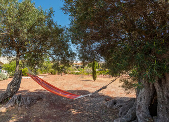 A colorful hammock is stretched between two olive trees, creating a serene spot for relaxation in a sunny outdoor area surrounded by nature