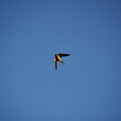 flying birds in the sky © Atelier