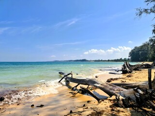 Fototapeta premium tropical beach with tree roots