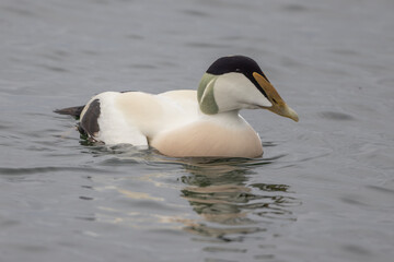 Common eider (Somateria mollissima)