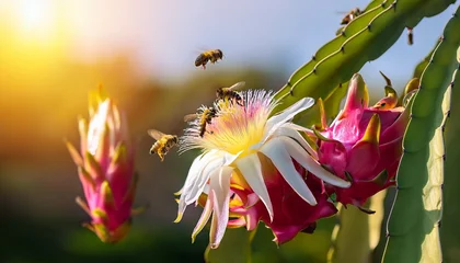 Fotobehang Zorgcentrum flowers of dragon fruit with bees in sunlight  © Reginald