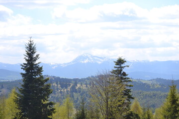 mountain landscape with trees