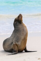 Fototapeta premium One Galápagos Sea Lion Sunning Itself With Head Back and Eyes Closed (Zalophus wollebaeki) on the Galápagos Islands - on a White Beach With Blue Water In Background - Full Body and Flipper View