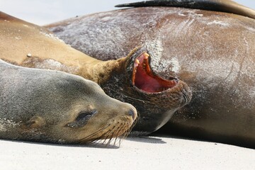Several Galápagos Sea Lions (Zalophus wollebaeki) on the Galápagos Islands - Laying in the Sun Resting With One in the Middle Barking - on a White Beach - Closeup of Faces