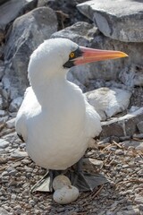 Nazca booby Mother Laying on her Two Eggs - (Sula granti), a large seabird native to the eastern Pacific on the Galapagos Islands