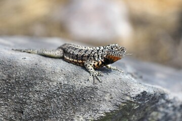 Galápagos Lava Lizard On a Rock in the Galapagos Island (On Santa Fe Island)