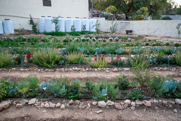 Vegetable garden with drip irrigation lines and large water storage tanks in the background