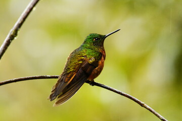 Fototapeta premium Chestnut-breasted coronet (Boissonneaua matthewsii) perched on a twig at Tapichalaca Reserve, Zamora Chinchipe province, Ecuador