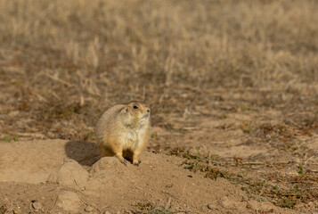 Cute Prairie Dog Sitting at its Burrow in Winter