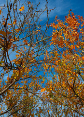 Colorful autumn tree branches with golden leaves against clear blue sky.