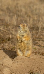 Fototapeta premium Cute Prairie Dog Sitting at its Burrow in Winter