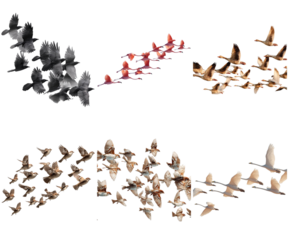 Birds flying flock wildlife migration nature sky set