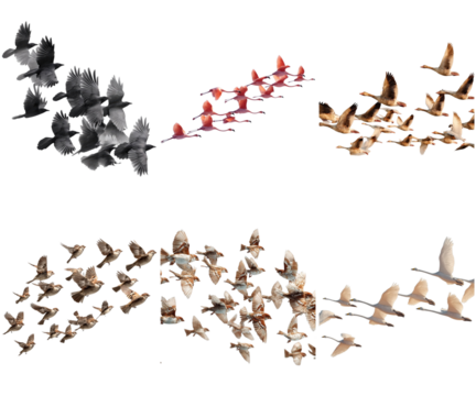 Birds flying flock wildlife migration nature sky set