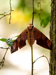 butterfly in the jungle nature Thailand nature