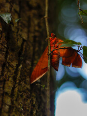 butterfly in the jungle nature Thailand nature