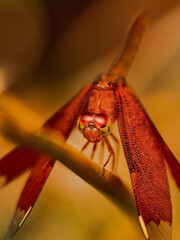 butterfly in the jungle nature Thailand nature
