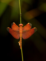 butterfly in the jungle nature Thailand nature
