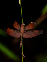 butterfly in the jungle nature Thailand nature