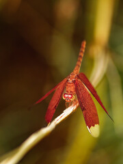 butterfly in the jungle nature Thailand nature