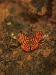butterfly in the jungle nature Thailand nature