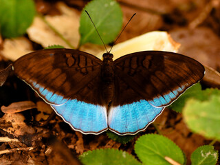 butterfly in the jungle nature Thailand nature