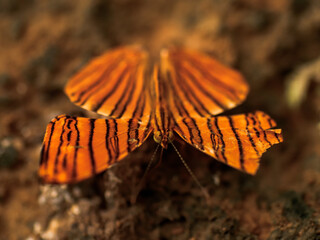 butterfly in the jungle nature Thailand nature