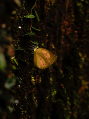 butterfly in the jungle nature Thailand nature
