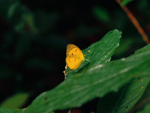 butterfly in the jungle nature Thailand nature