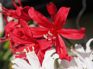 赤いダイヤモンドリリー