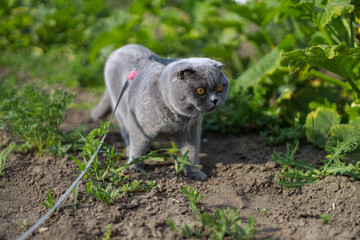 Scottish fold grey cat walking on a leash in the garden on bright green grass, exploring quietly, moving gently, between plants, enjoying soft sunlight while showing calm curious behavior outside.